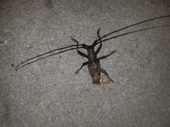 Pelargoderus bipunctatus