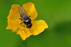 Cheilosia albitarsis