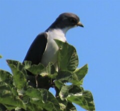 Pachycoccyx audeberti