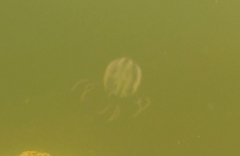 Tripedalia cystophora