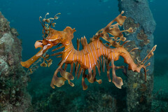 Leafy Seadragon photo 3