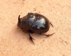 Copris hispanus hispanus