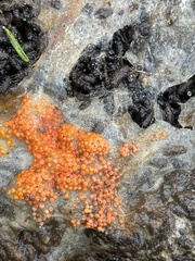 Byssonectria terrestris