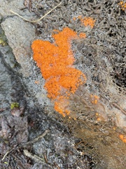 Byssonectria terrestris