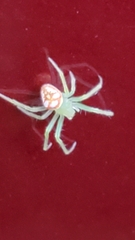 Araneus guttulatus