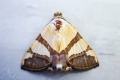 Eulepidotis julianata