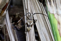 Paraleprodera crucifera