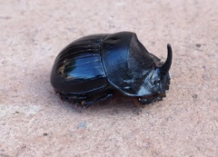 Copris hispanus hispanus