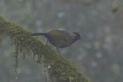 Trochalopteron melanostigma