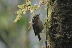 Schoeniparus castaneceps
