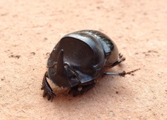 Copris hispanus hispanus