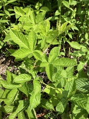 Rubus vermontanus