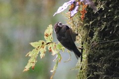 Schoeniparus castaneceps