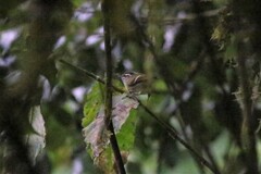 Phylloscopus maculipennis
