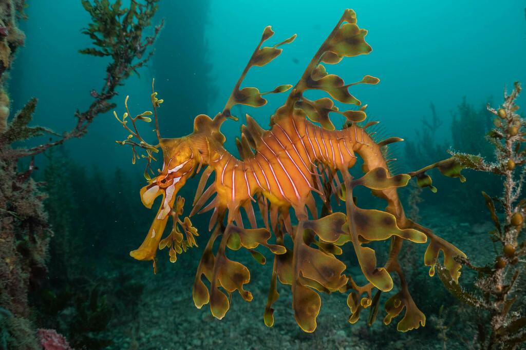 Leafy seadragon (Phycodurus eques) — Syngnathidae