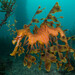 Leafy Seadragon - Photo (c) tammygibbs, some rights reserved (CC BY-NC)