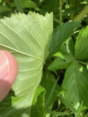 Rubus vermontanus