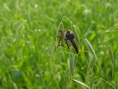 Pamponerus germanicus