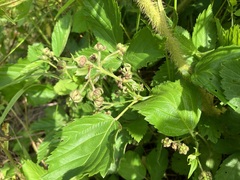 Rubus vermontanus