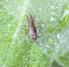 Nabis rufusculus