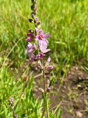 Sidalcea oregana spicata