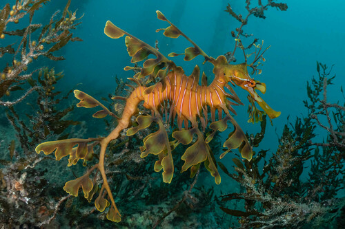 Photo of Leafy seadragon (Phycodurus eques)