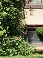 Cyanocitta cristata bromia