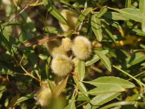 Dwarf Russian Almond