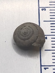 Trochulus striolatus