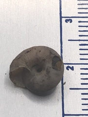 Trochulus striolatus