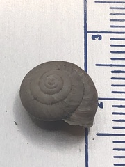 Trochulus striolatus