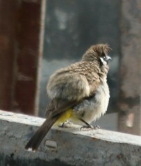 Pycnonotus leucogenys