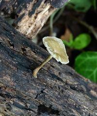 Lentinus arcularius