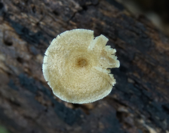 Lentinus arcularius