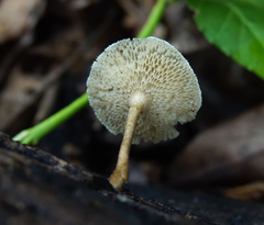 Lentinus arcularius