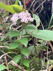 Spiraea hayatana