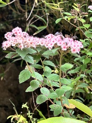 Spiraea hayatana
