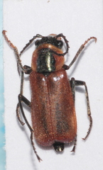 Clanoptilus rufus