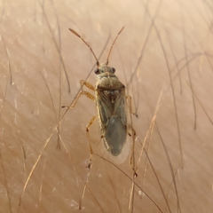 Nysius senecionis