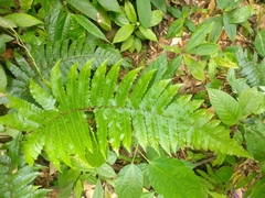 Diplazium dilatatum