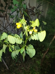 Senna affinis