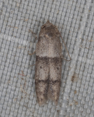 Blastobasis pulchella