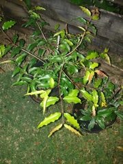 Syzygium anisatum