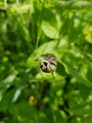 Microbotryum tragopogonis-pratensis