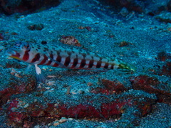 Parapercis bimacula