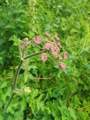 Heracleum sphondylium