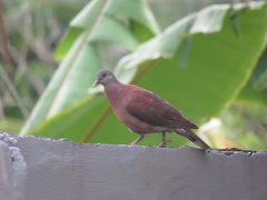 Nesoenas picturatus