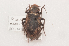 Trachyderma maroccana