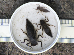 Cordulegaster maculata