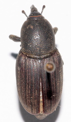 Sphenophorus abbreviatus